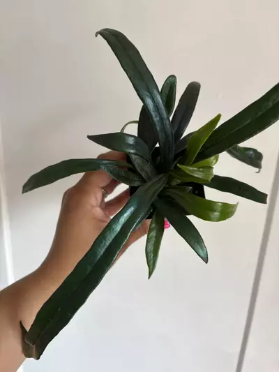 plant/Blue Oil Fern-2-thumbnail