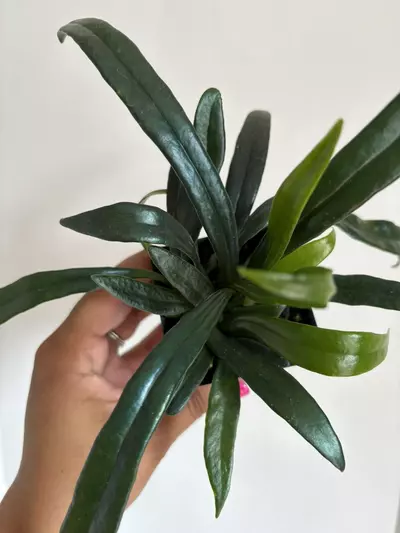 plant/Blue Oil Fern-0-thumbnail