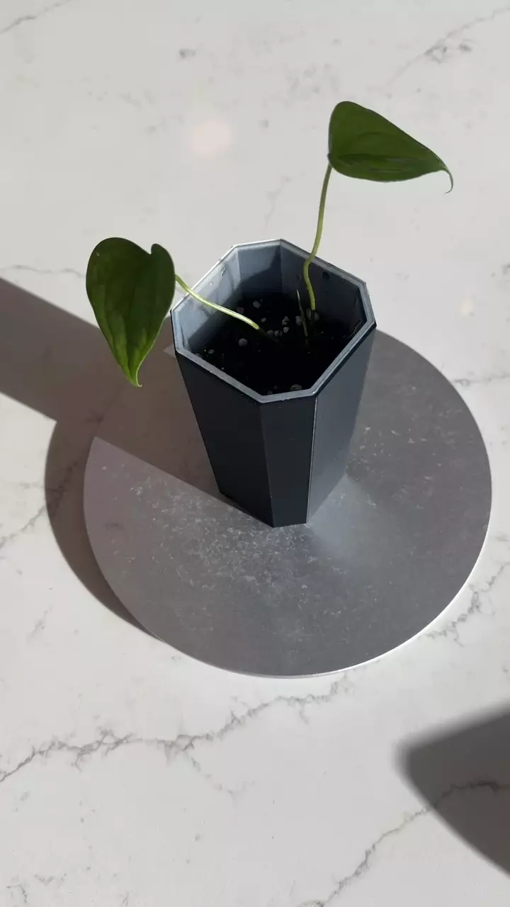 plant/Diabloense x Self from Rory-0