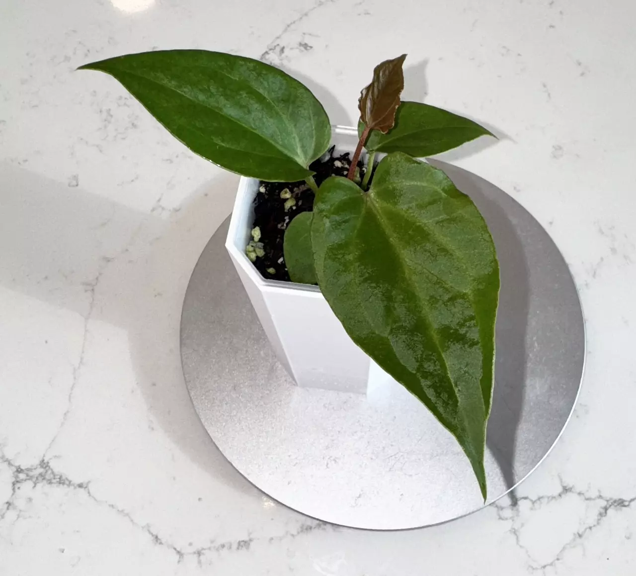 plant/Anthurium Dorayaki x Nigrolaminum “Gigi”-1