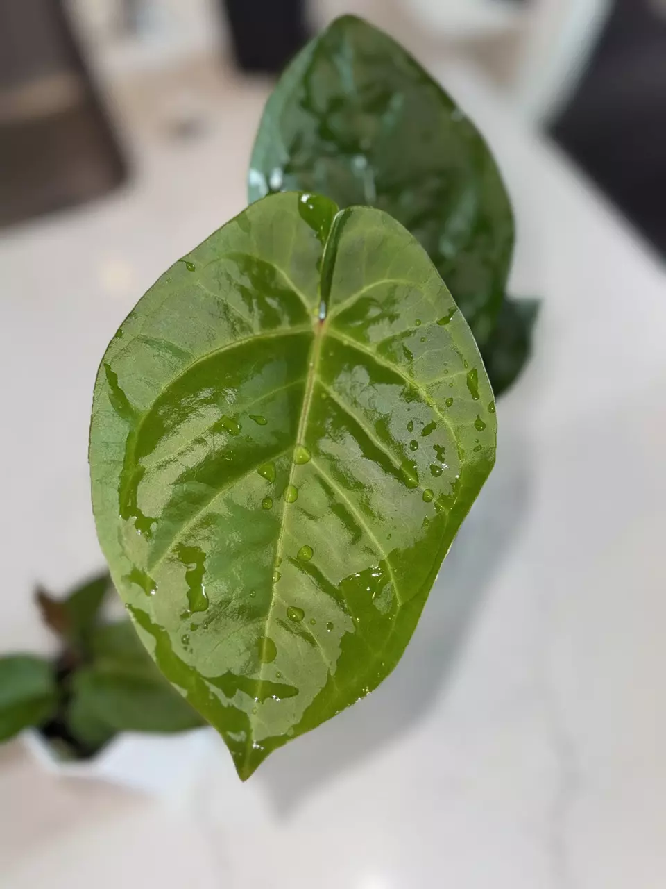plant/Anthurium Dorayaki x Nigrolaminum “Gigi”-3