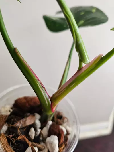 plant/Philo. White Princess, actively growing top cut, well rooted-2-thumbnail