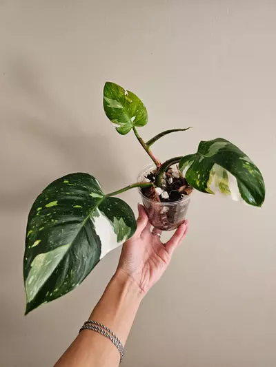 plant/Philo. White Princess, actively growing top cut, well rooted-0-thumbnail