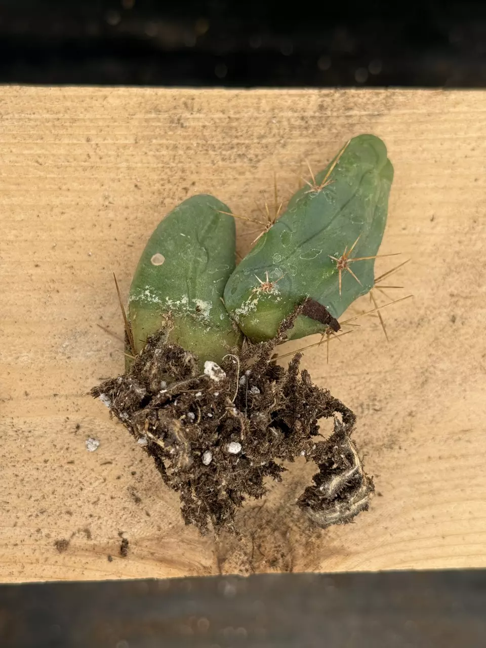 plant/Penis Cactus - Double Node (Short Form) 4”-3