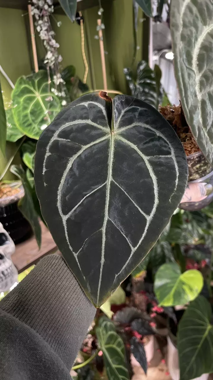 plant/Anthurium SKG Grey X Black Widow Michelle-1