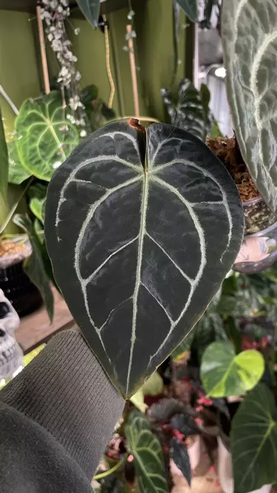 plant/Anthurium SKG Grey X Black Widow Michelle-1-thumbnail