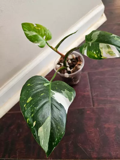 plant/Philo. White Princess, actively growing top cut, well rooted-1-thumbnail