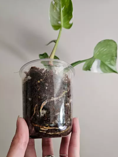 plant/Philo. White Princess, actively growing top cut, well rooted-3-thumbnail