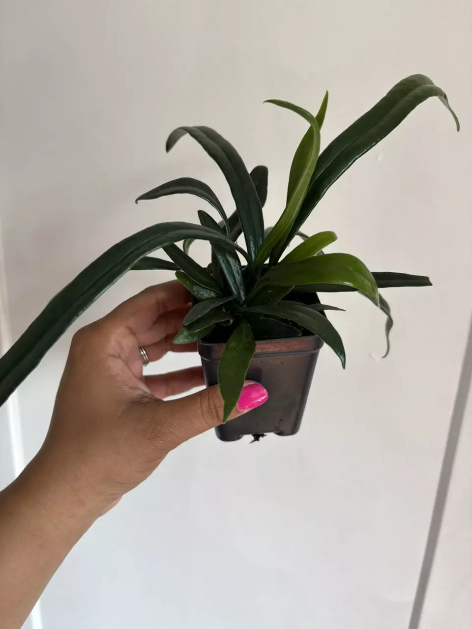 plant/Blue Oil Fern-1