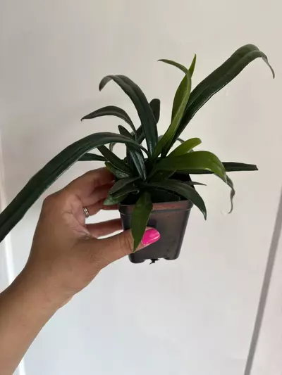 plant/Blue Oil Fern-1-thumbnail