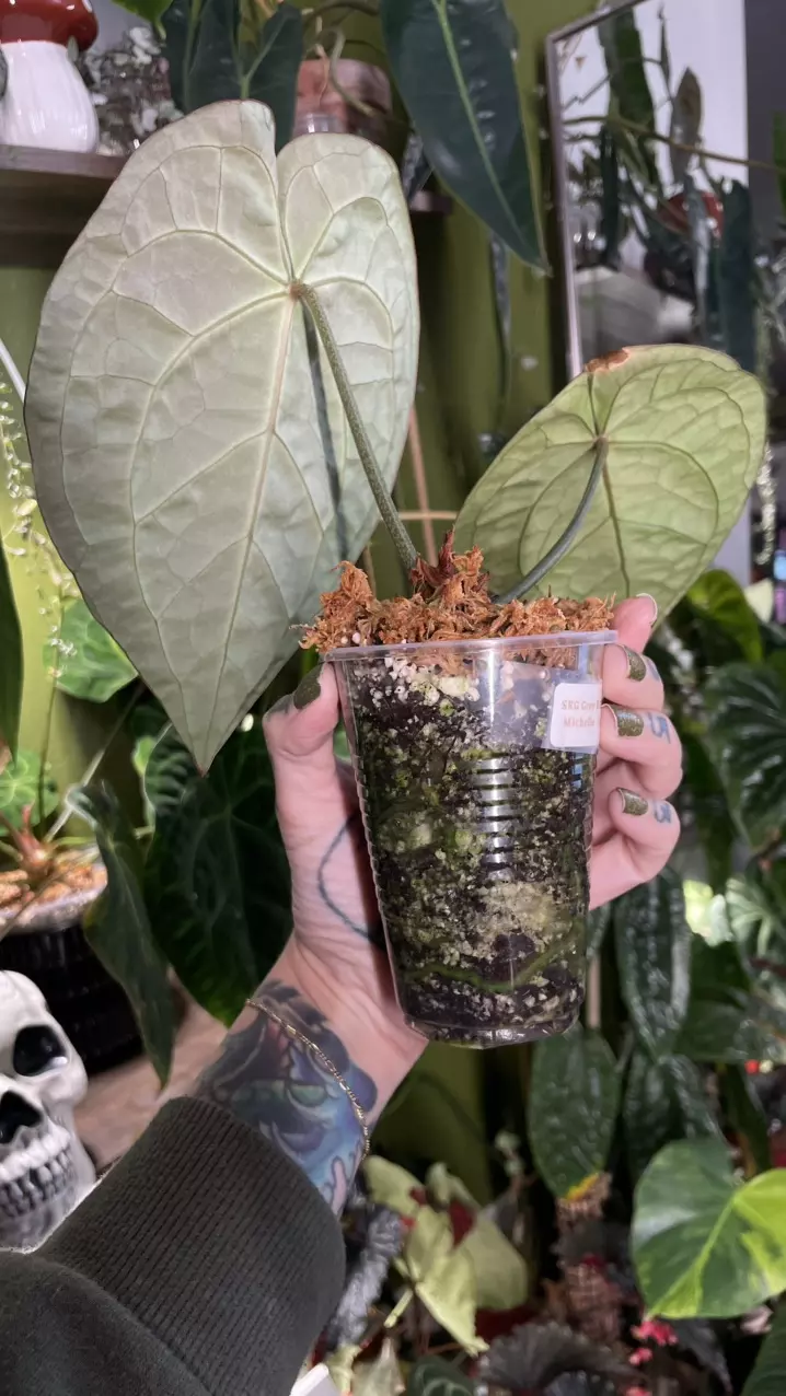 plant/Anthurium SKG Grey X Black Widow Michelle-3