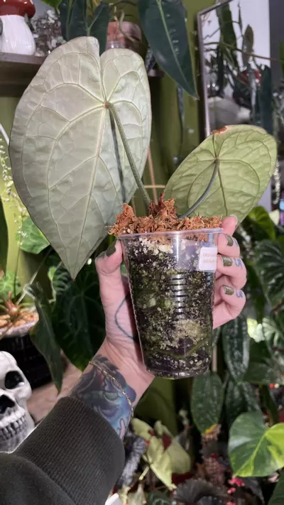 plant/Anthurium SKG Grey X Black Widow Michelle-3-thumbnail