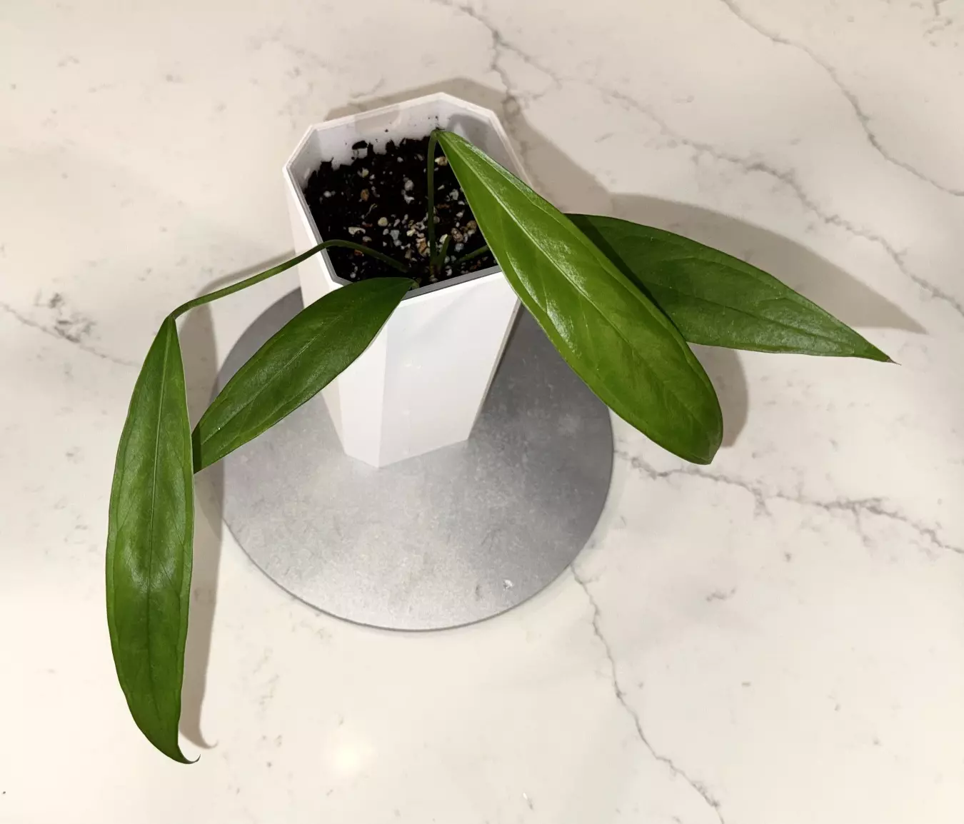 plant/Anthurium Pallidiflorum “Guayusa” Chubby Strappy Leaf in Cataphyll-1