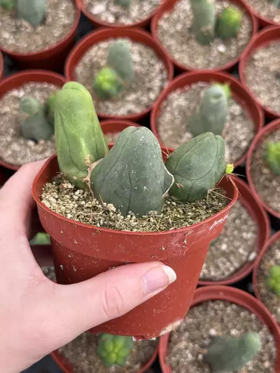 plant/Penis Cactus - Triple Node (Short Form) 4”-1-thumbnail