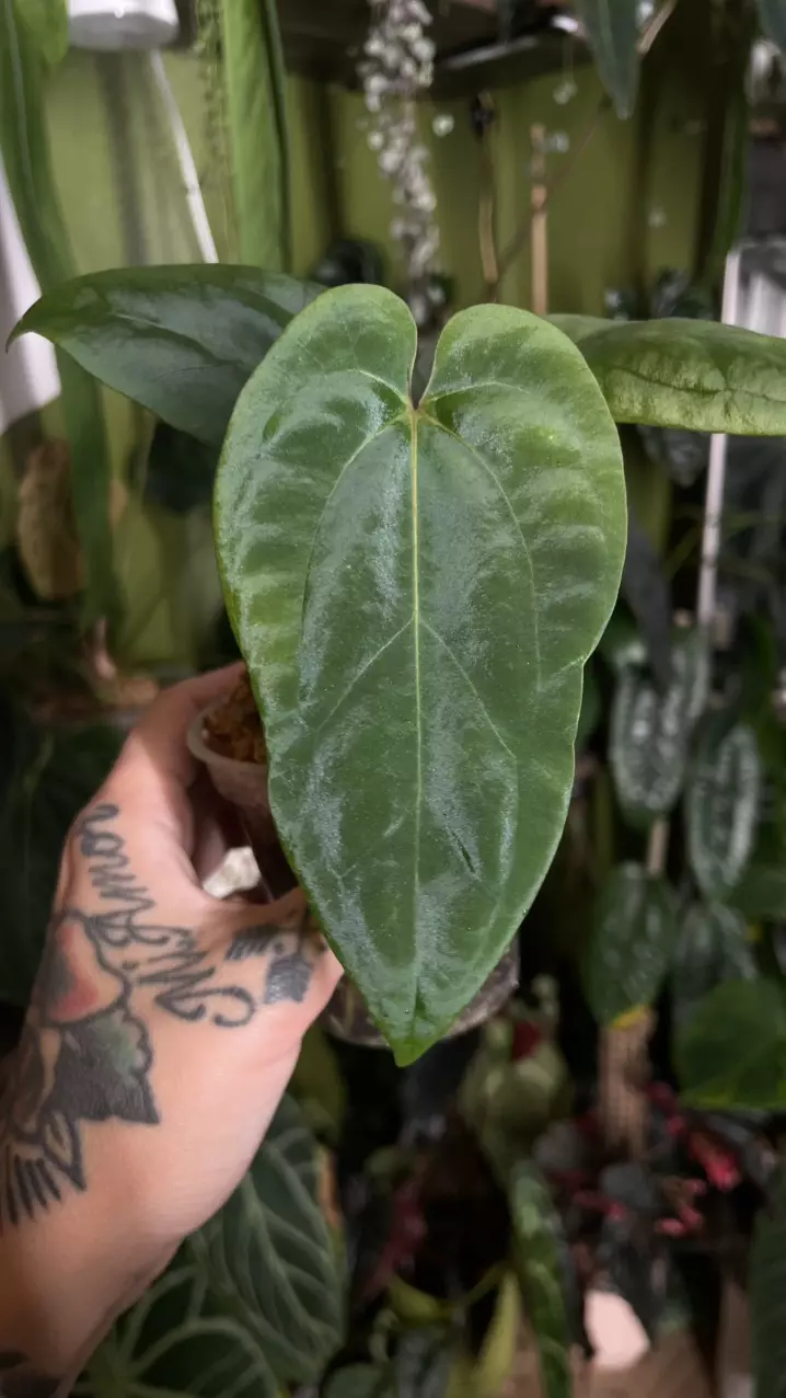 plant/Anthurium Papillilaminum “Gatorskin” xNarrow Besseae Aff)X(Scott Cohen Lost Tag)-0