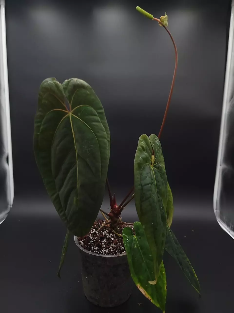 plant/Anthurium Papillilaminum “Gatorskin” xNarrow Besseae Aff)X(Scott Cohen Lost Tag)-4