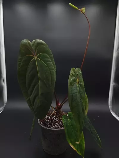 plant/Anthurium Papillilaminum “Gatorskin” xNarrow Besseae Aff)X(Scott Cohen Lost Tag)-4-thumbnail