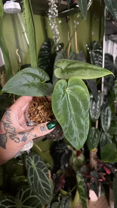 plant/Anthurium Papillilaminum “Gatorskin” xNarrow Besseae Aff)X(Scott Cohen Lost Tag)-2-thumbnail