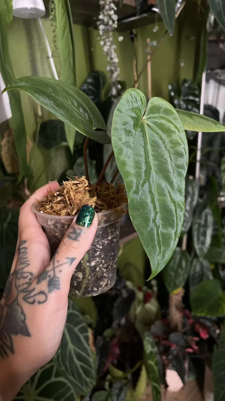 plant/Anthurium Papillilaminum “Gatorskin” xNarrow Besseae Aff)X(Scott Cohen Lost Tag)-1
