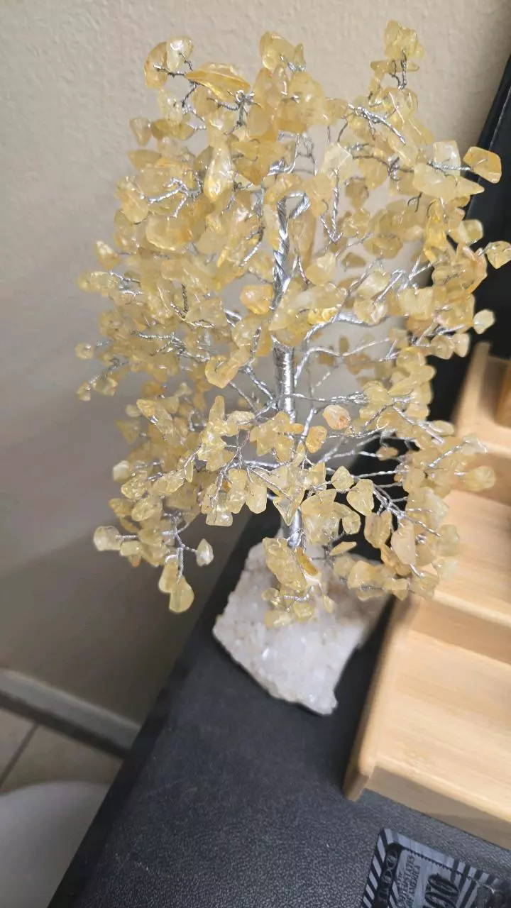plant/Citrine money tree discounted-0