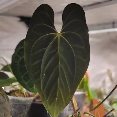 plant/Anthurium Papillilaminum “Gatorskin” xNarrow Besseae Aff)X(Scott Cohen Lost Tag)-3-thumbnail