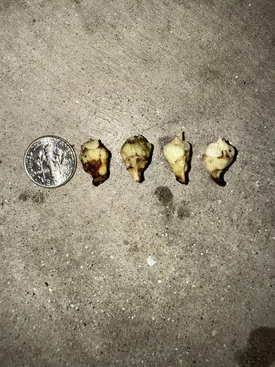 plant/Alocasia Reginae variegated aurea corm-2