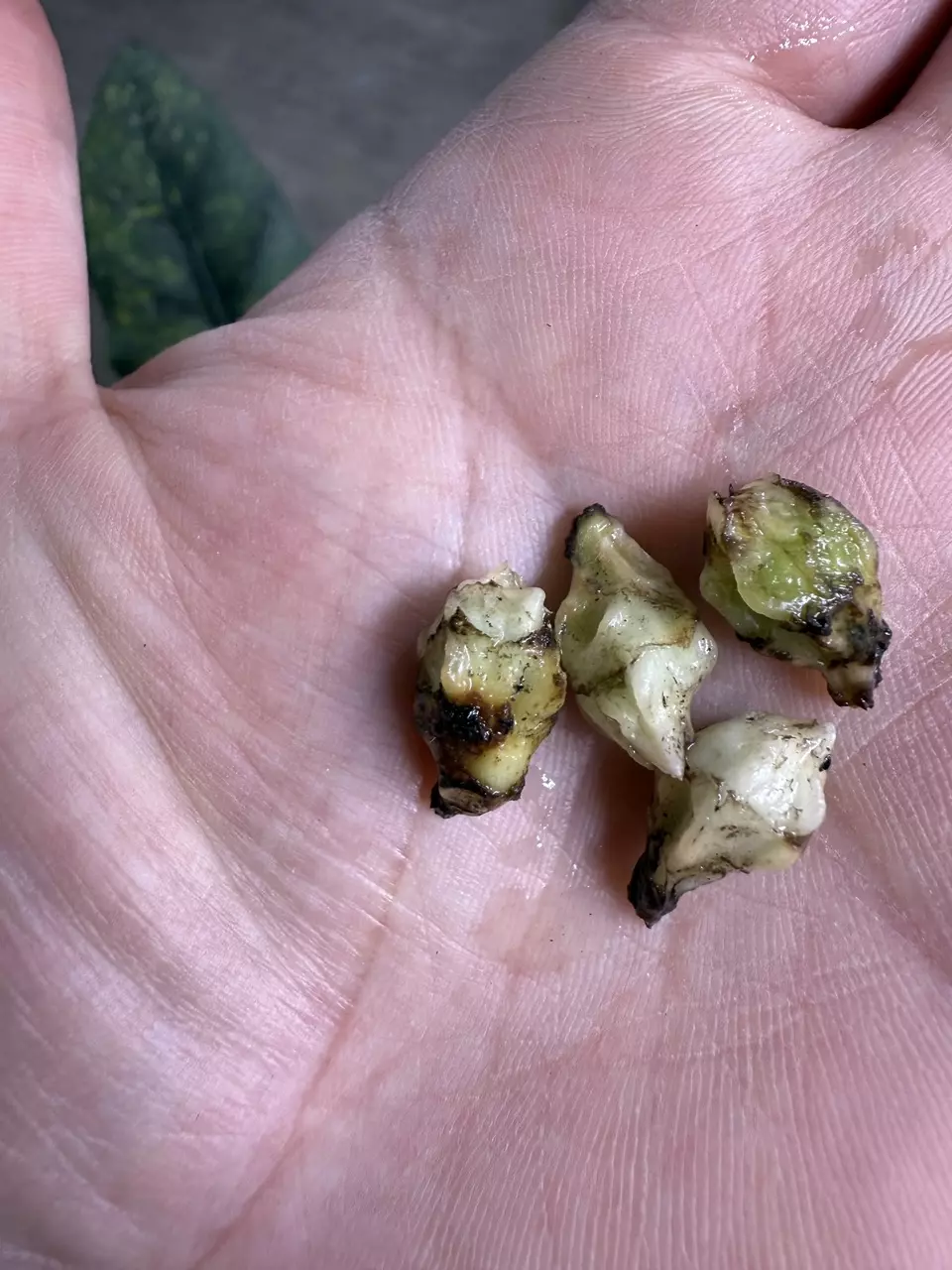 plant/Alocasia Reginae variegated aurea corm-1