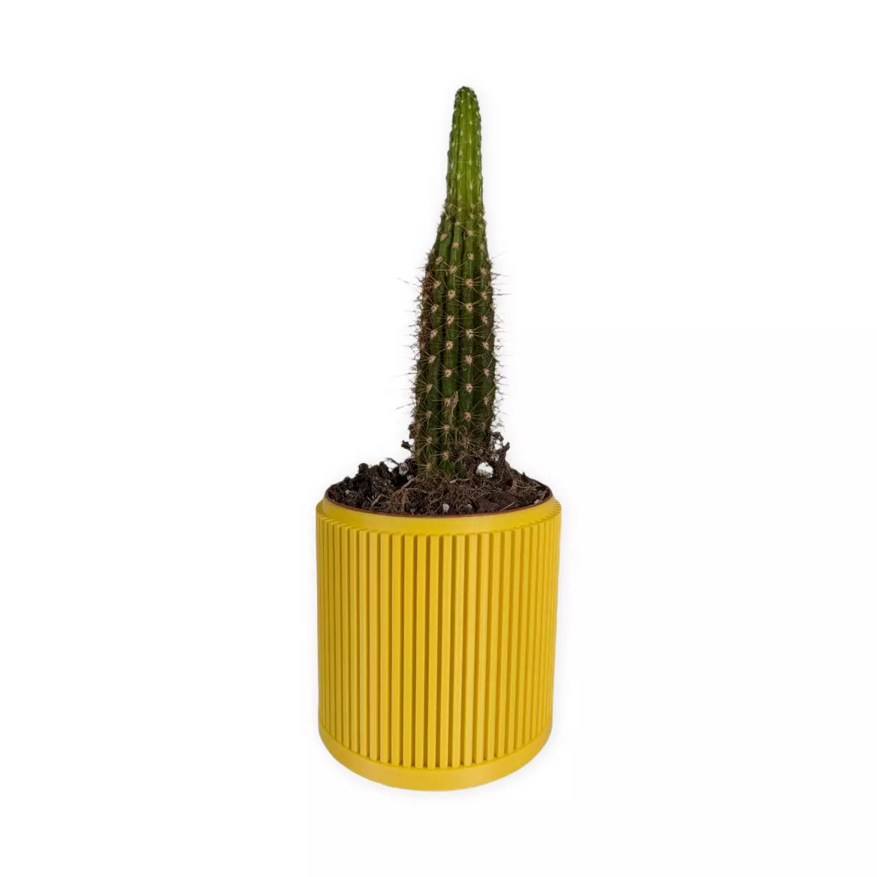 plant/The Willow - 4" planter (yellow | with drip tray)-0