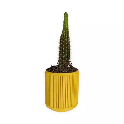 plant/The Willow - 4" planter (yellow | with drip tray)-0-thumbnail