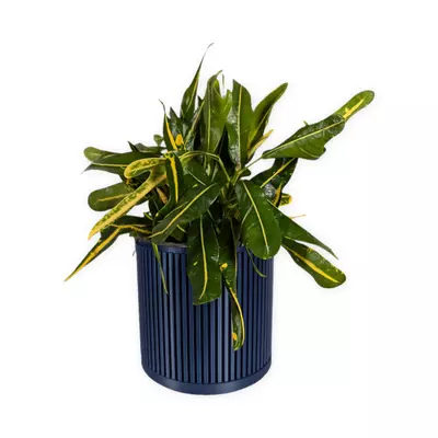 plant/The Willow - 4" planter (navy | with drip tray)-0-thumbnail