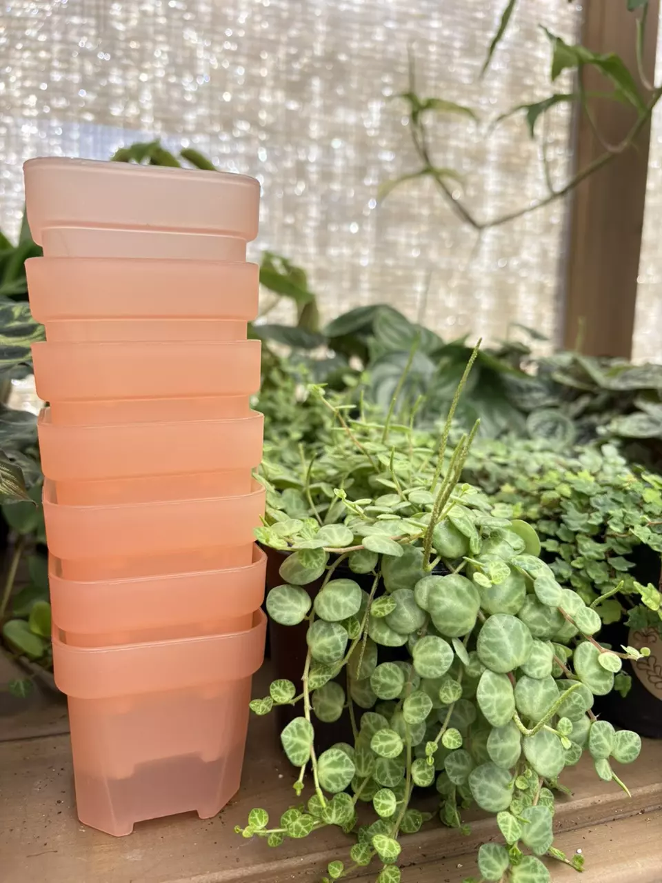 plant/2.5” Pink Mini Nursery Pot-3