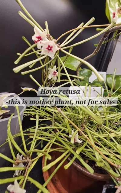 plant/Hoya retusa, multiple rooted cuttings, new growth-1-thumbnail