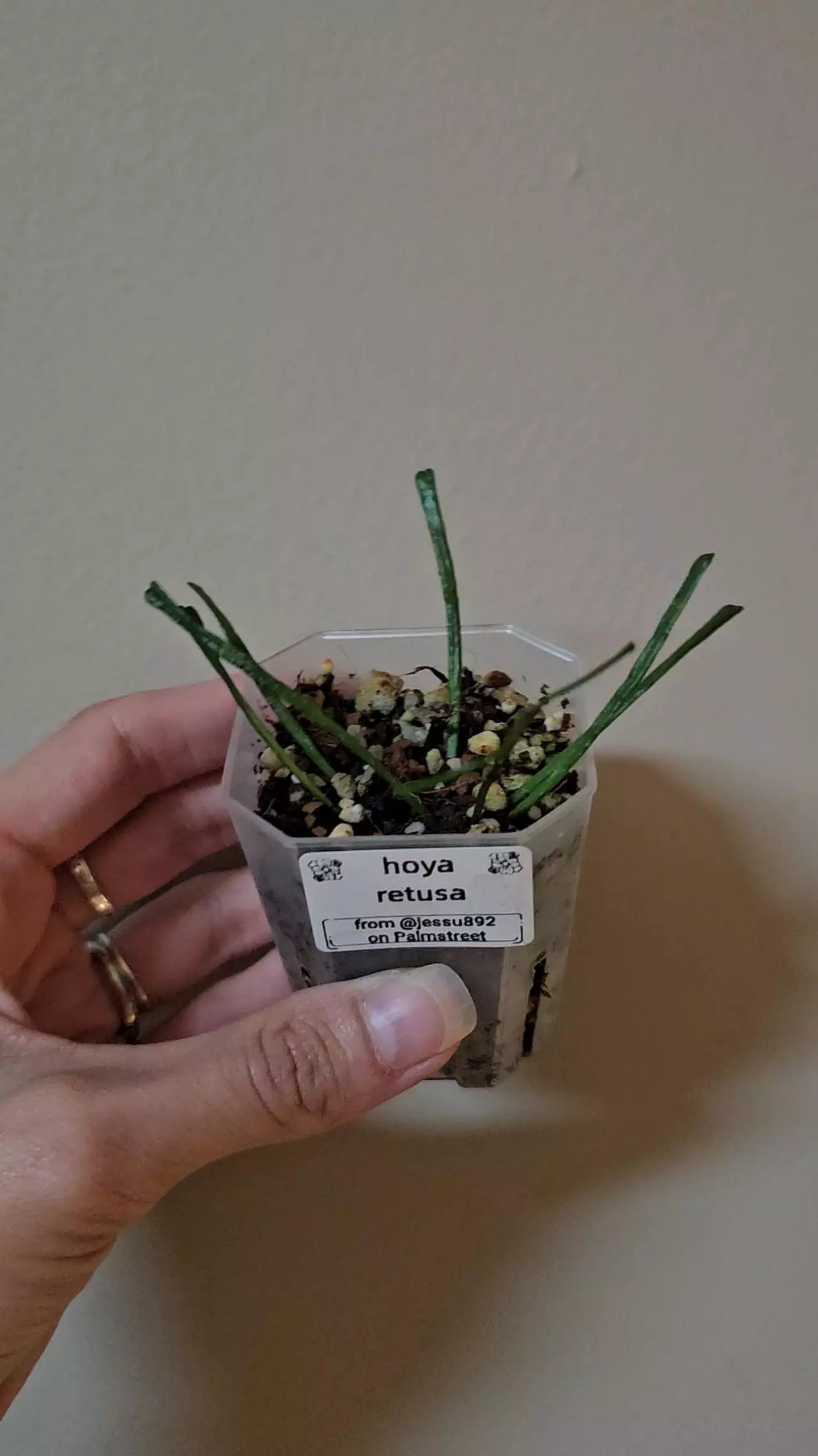 plant/Hoya retusa, multiple rooted cuttings, new growth-0