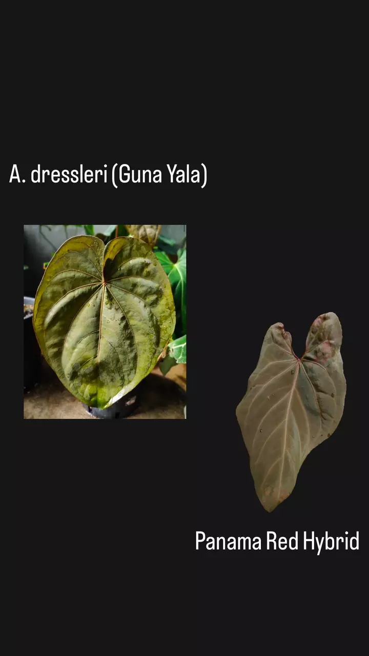 plant/A. dressleri (Eastern/Guna Yala) x Panama Red Hybrid-0
