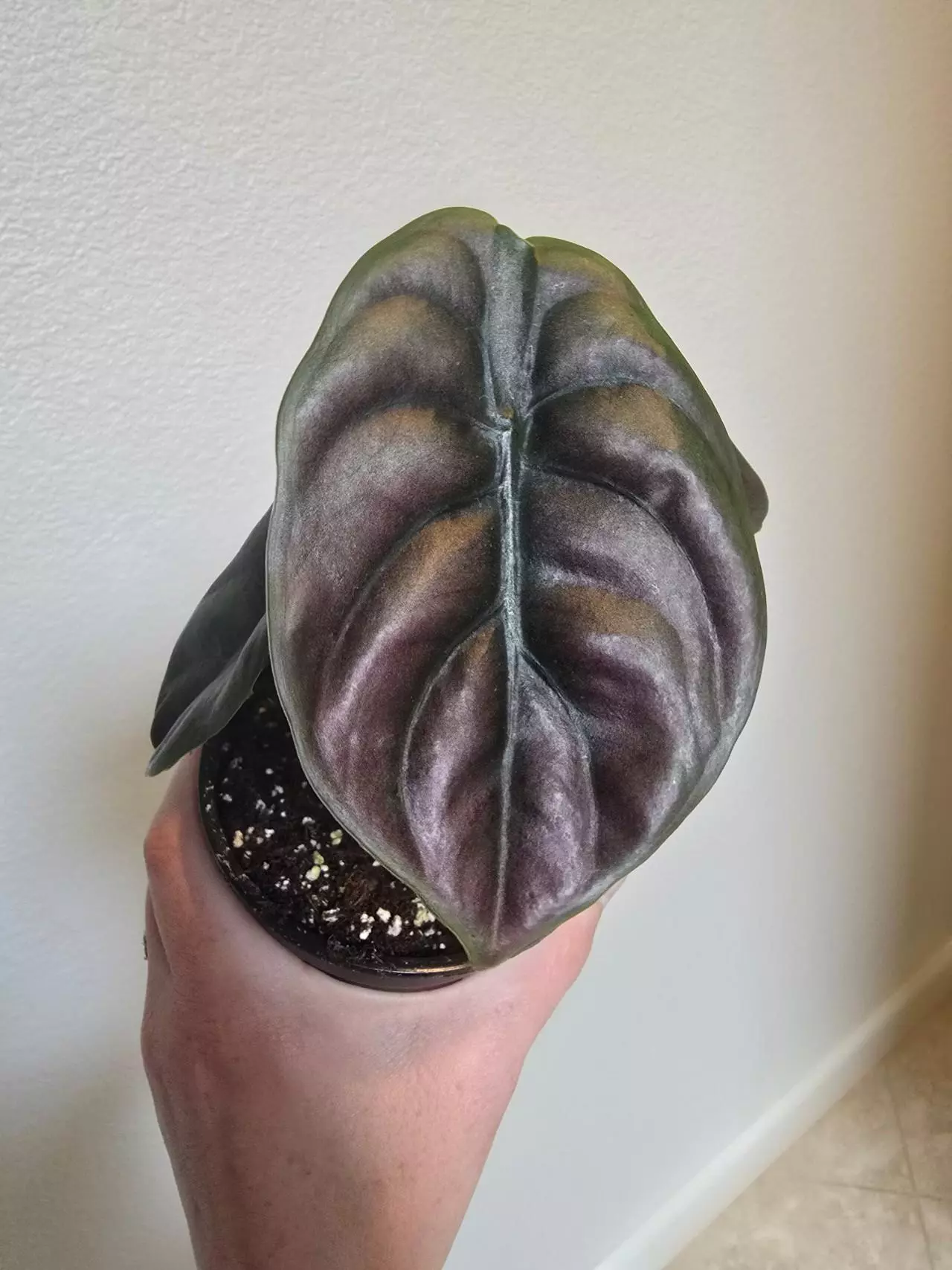plant/Alocasia Cuprea Red Secret-3