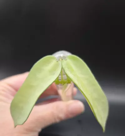 plant/Hoya Pandurata Silver-0-thumbnail