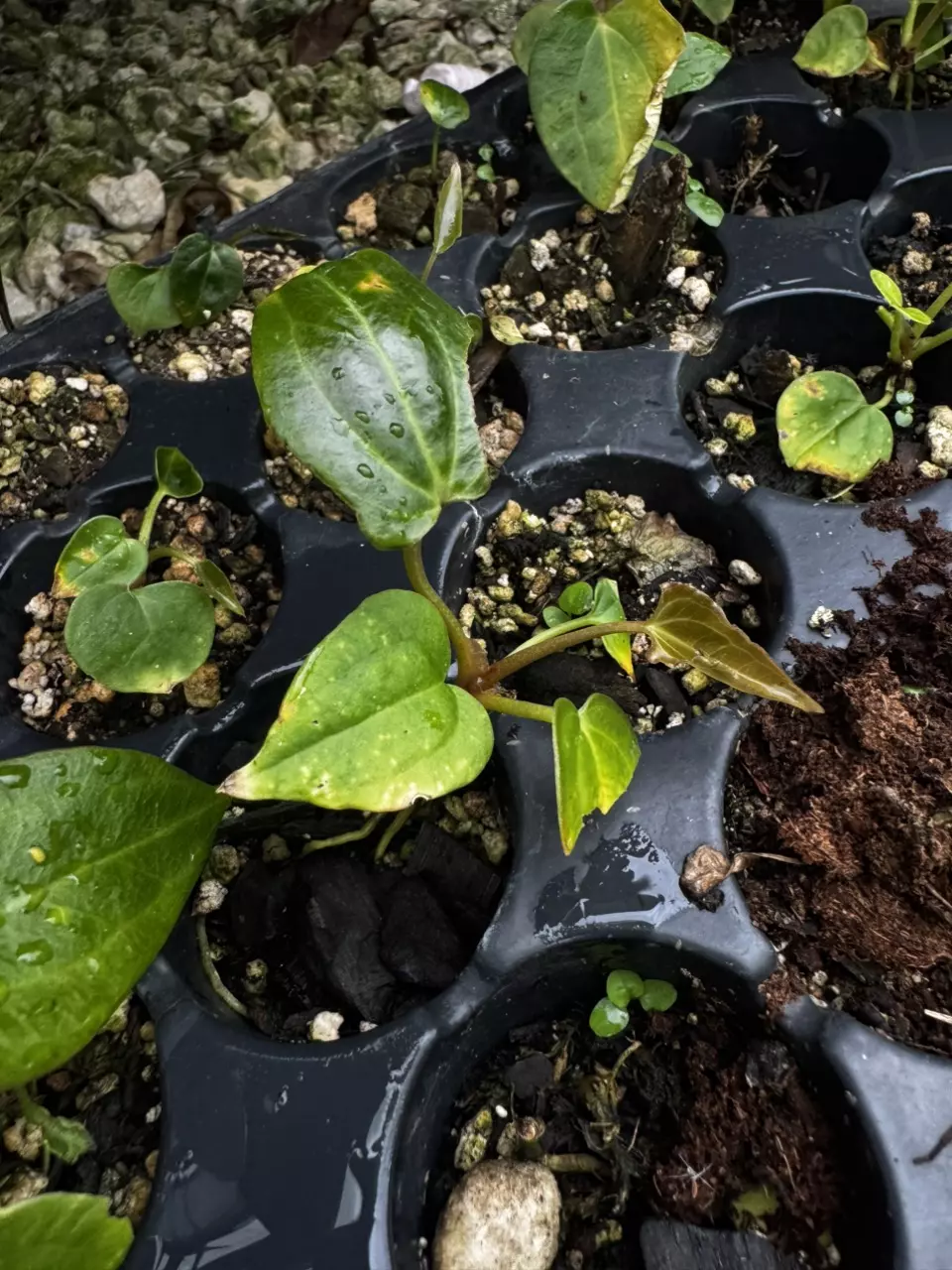 plant/A. dressleri (Eastern/Guna Yala) x Panama Red Hybrid-1