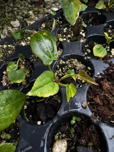 plant/A. dressleri (Eastern/Guna Yala) x Panama Red Hybrid-1-thumbnail