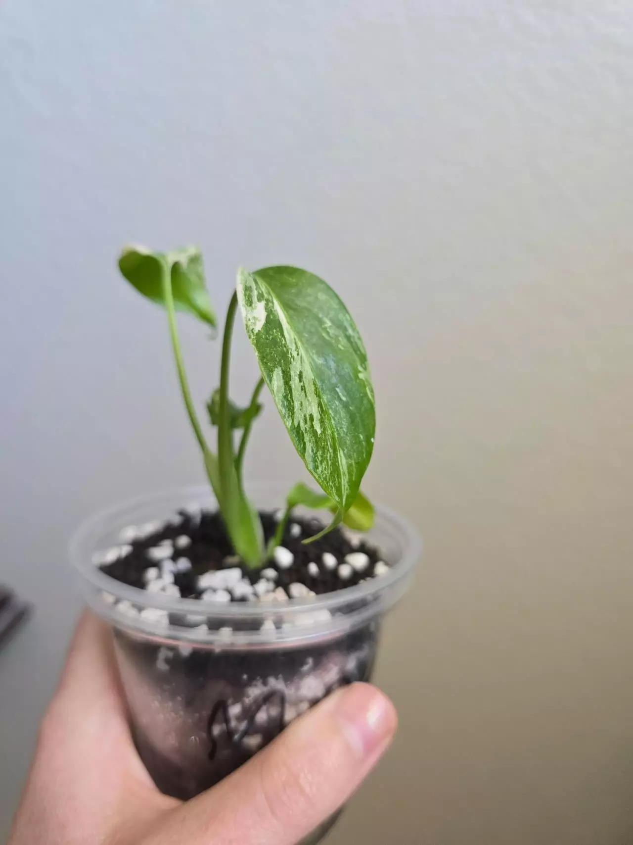 plant/Monstera Albo-6