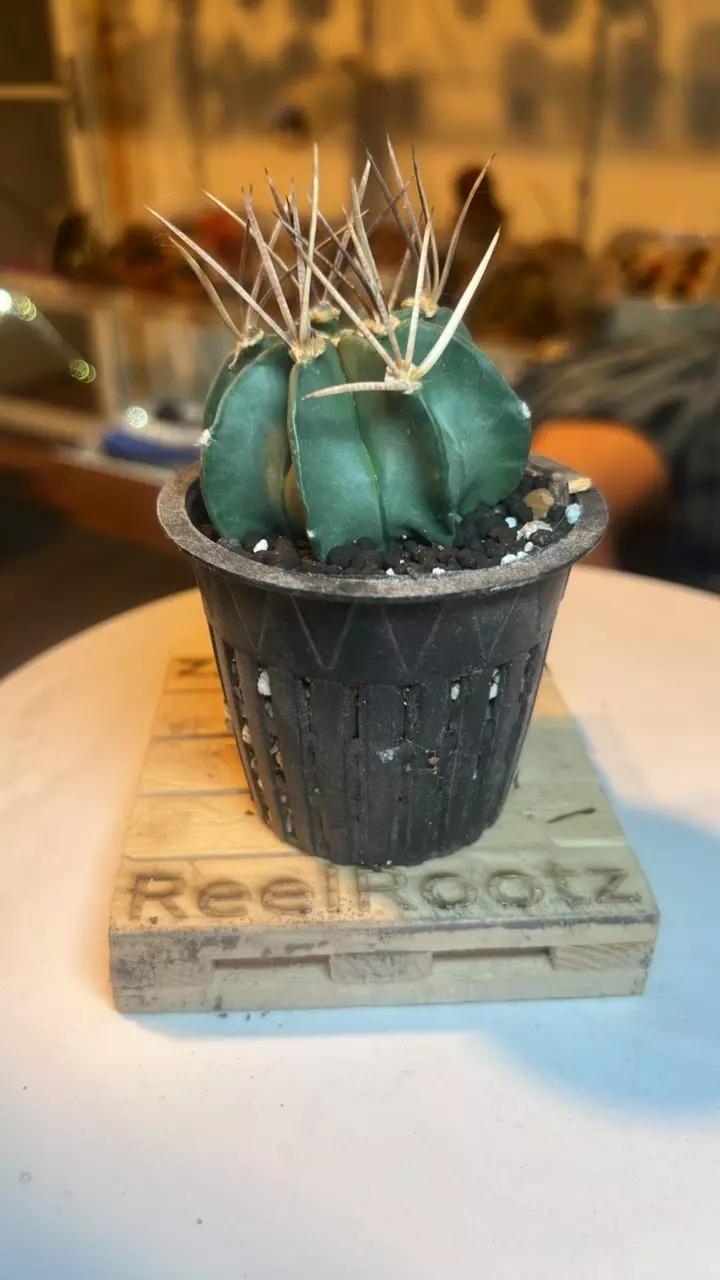 plant/Astrophytum Capricorne - Chris’ Choice-0