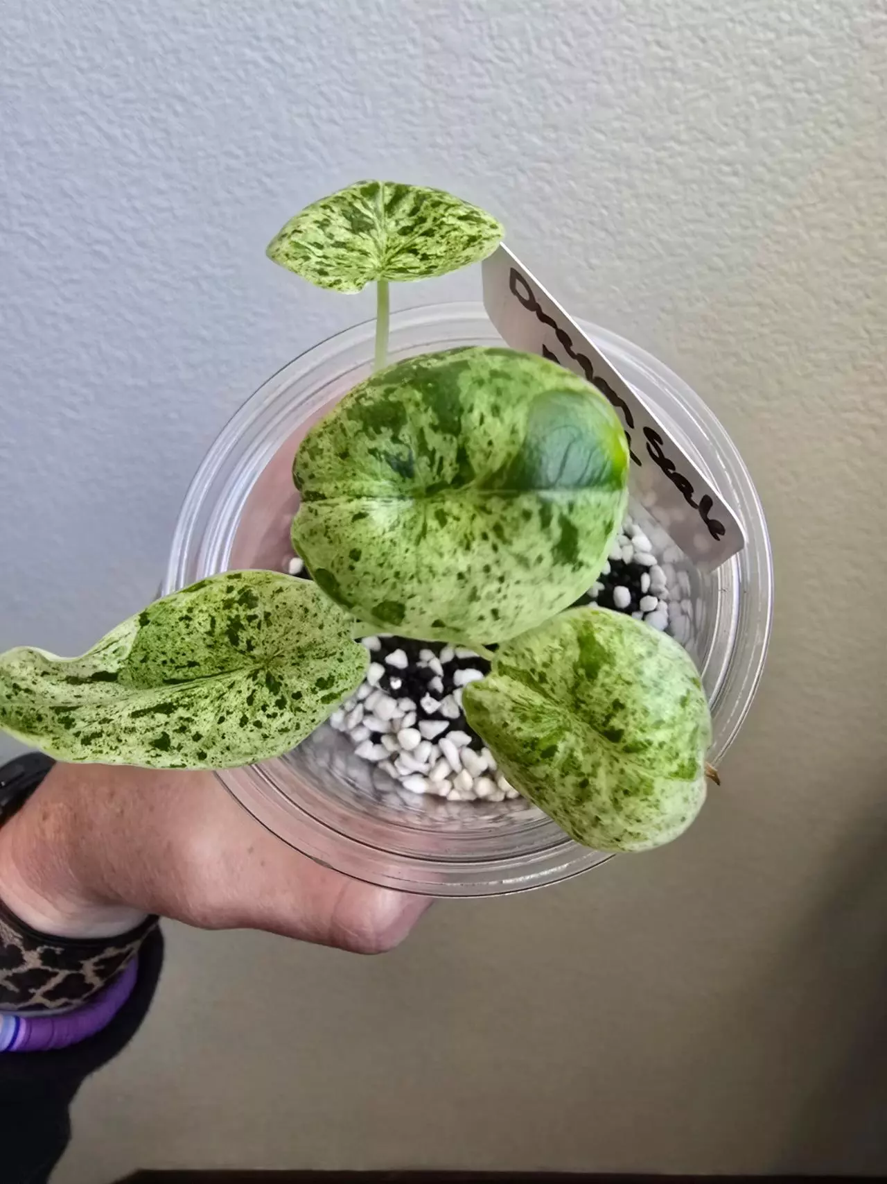 plant/Alocasia Dragon Scale Mint-0
