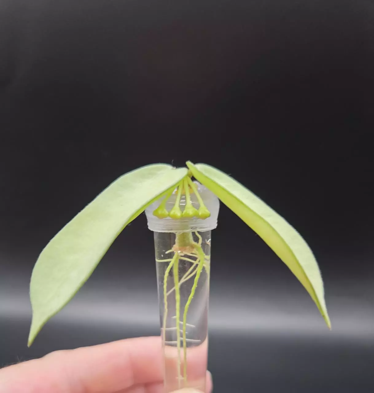 plant/Hoya Pandurata Silver-1