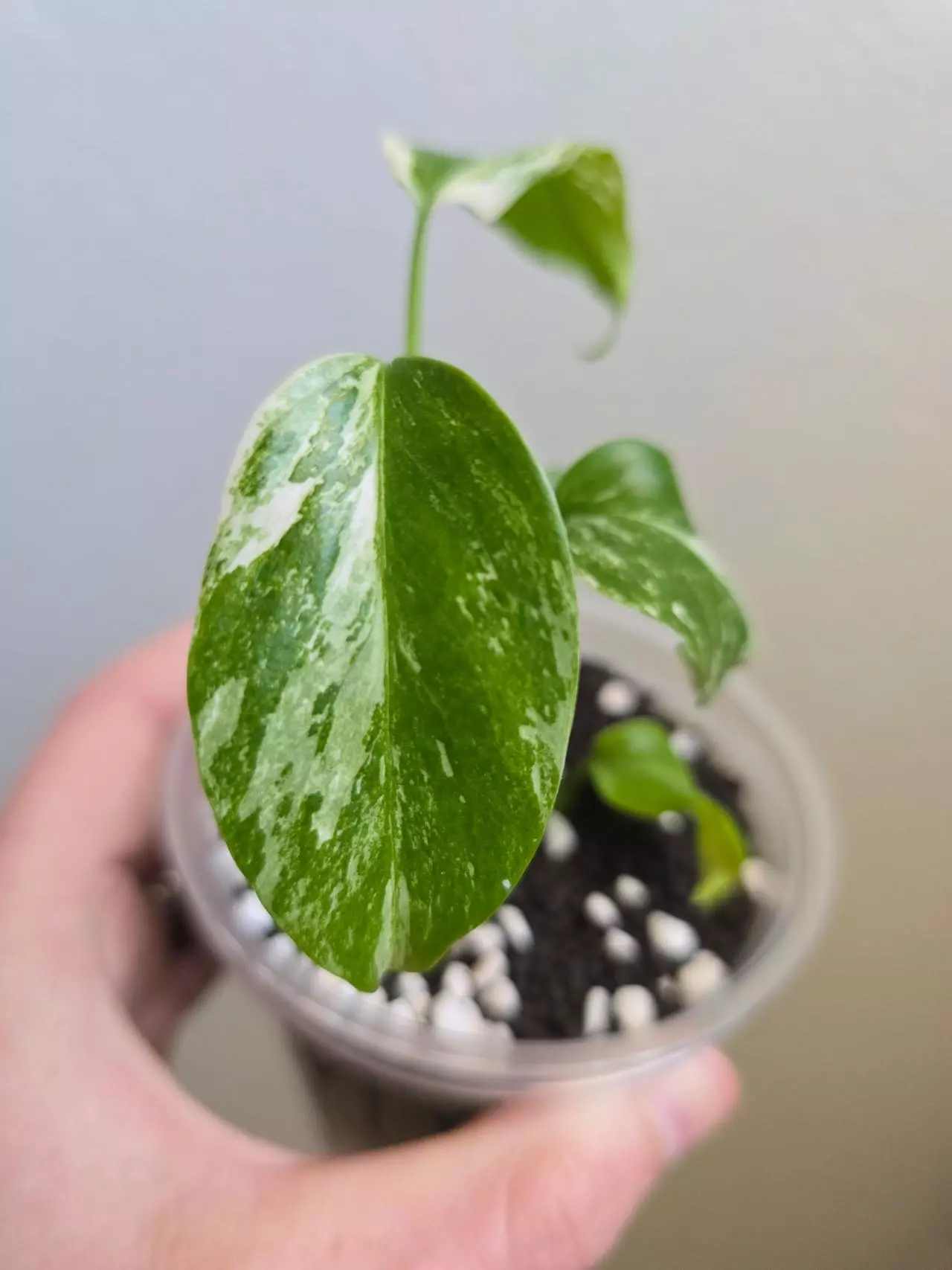plant/Monstera Albo-0