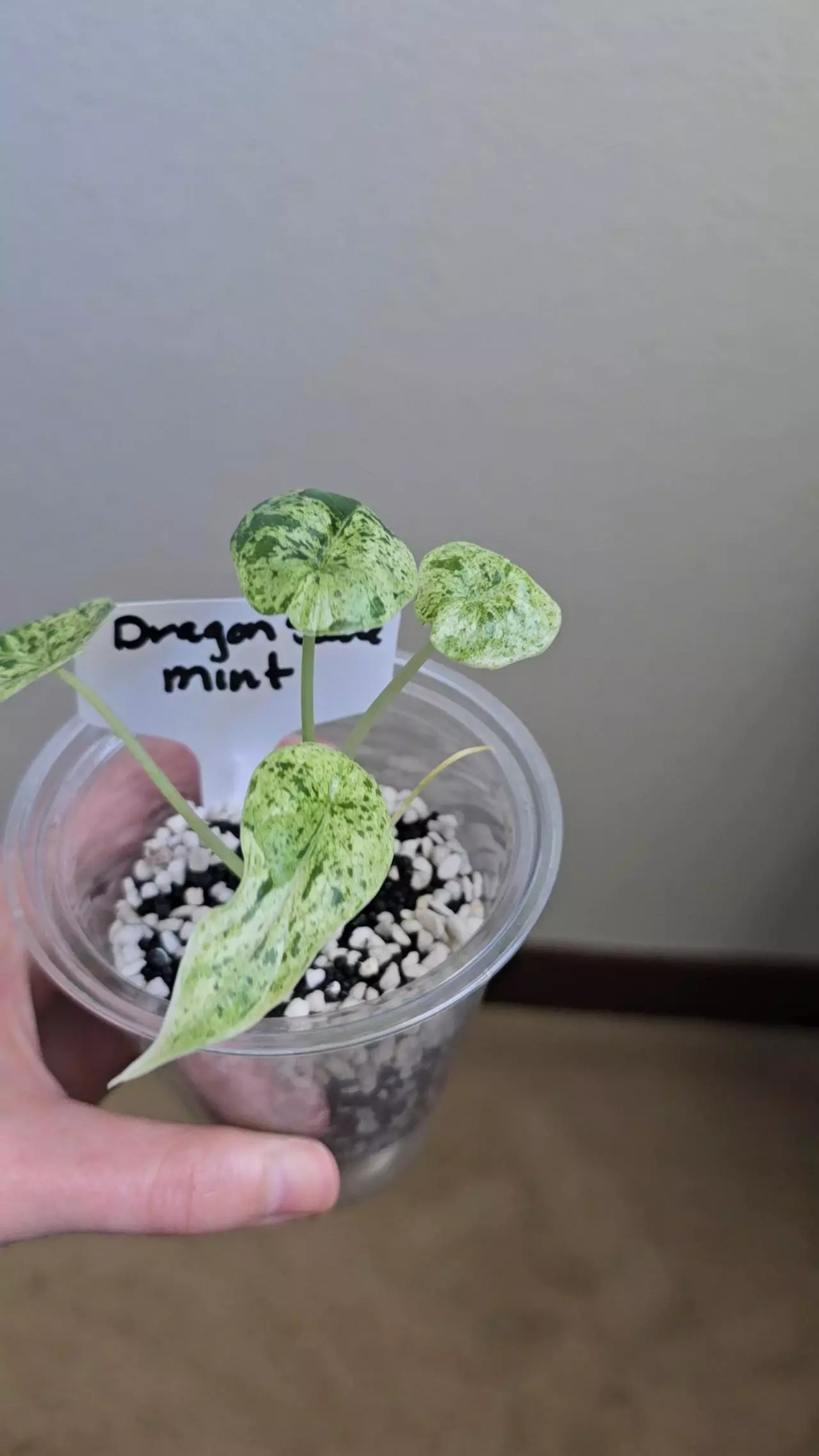 plant/Alocasia Dragon Scale Mint-1