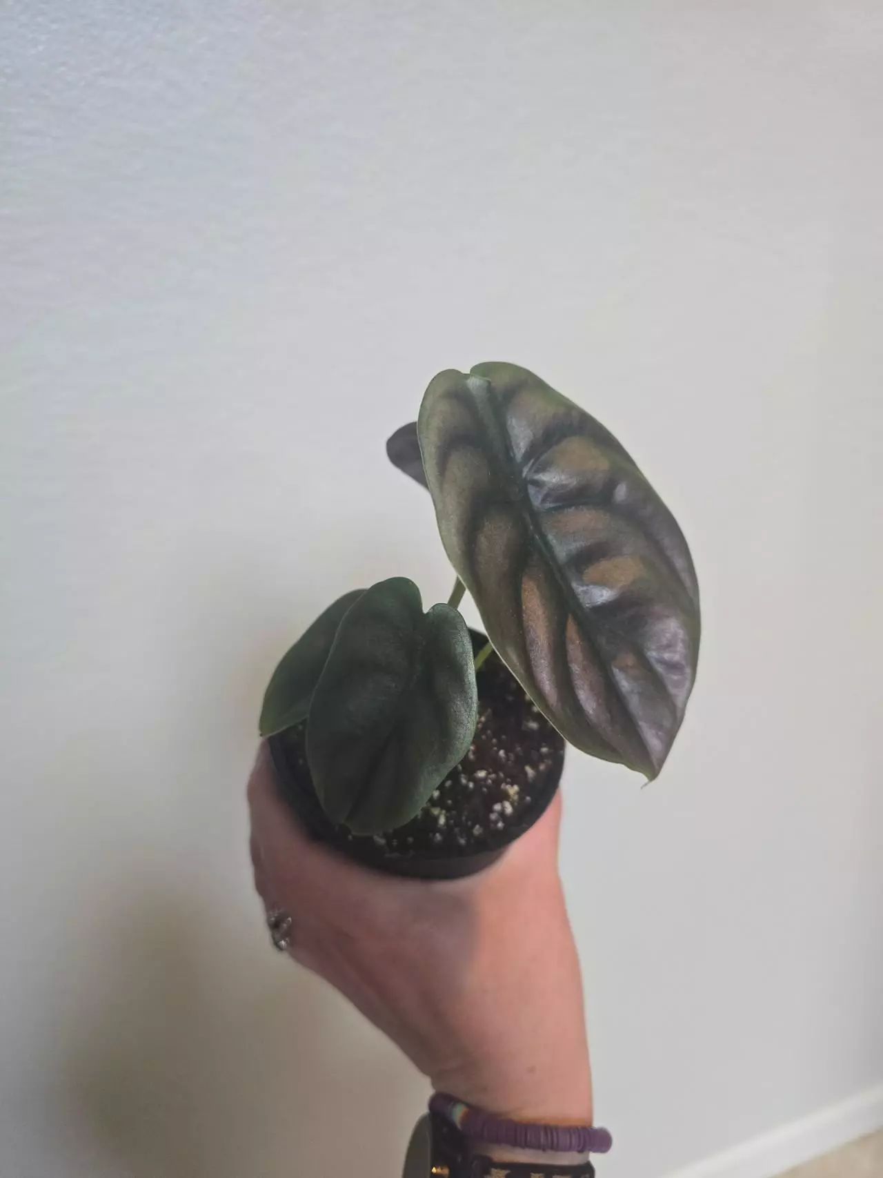 plant/Alocasia Cuprea Red Secret-1
