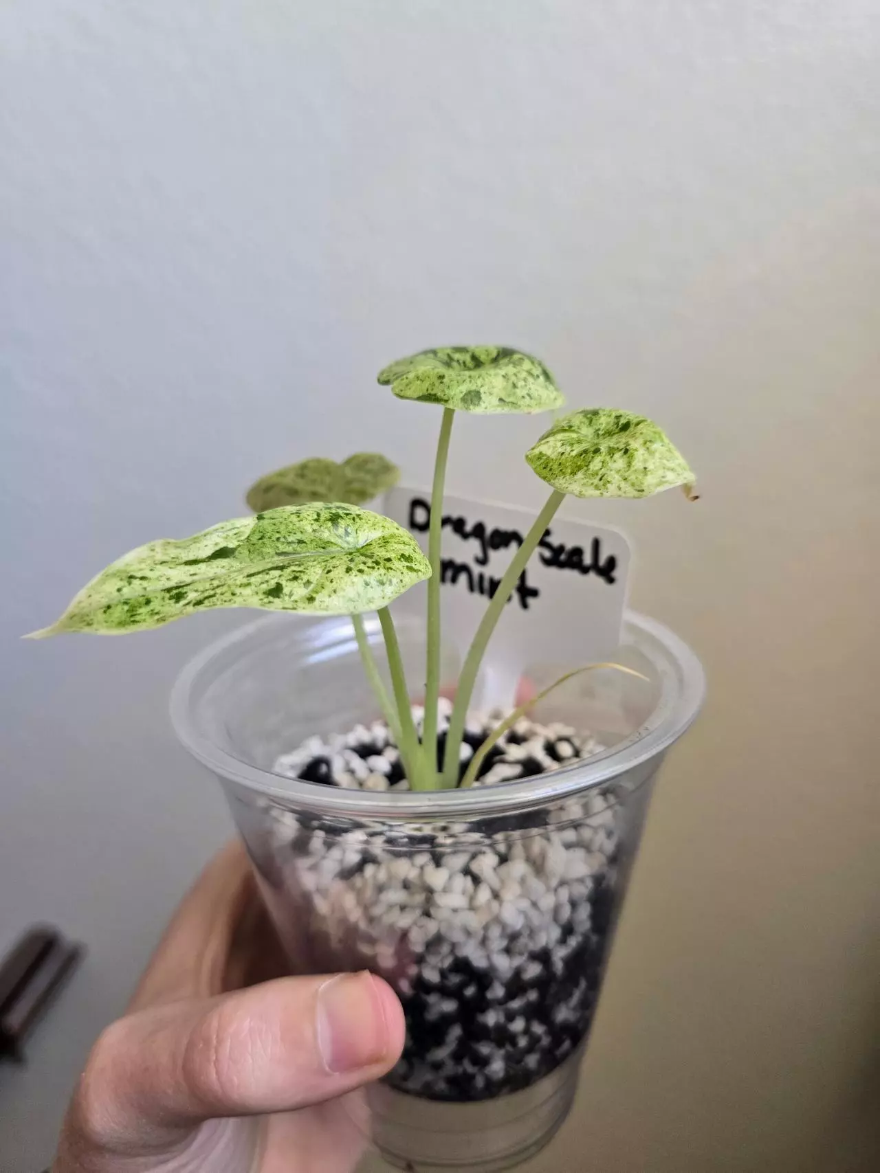 plant/Alocasia Dragon Scale Mint-6