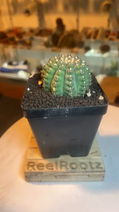 plant/Gymnocalycium Baldianum-0-thumbnail