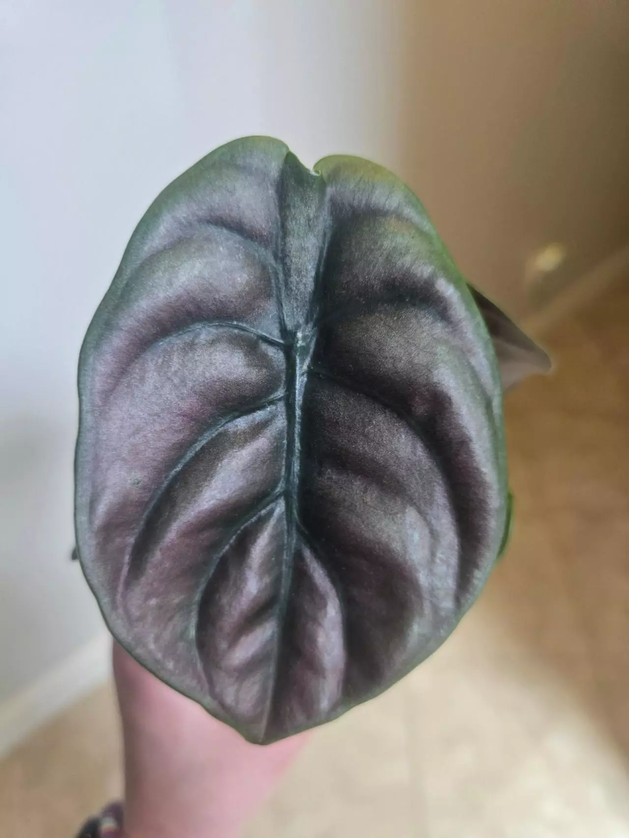 plant/Alocasia Cuprea Red Secret-0