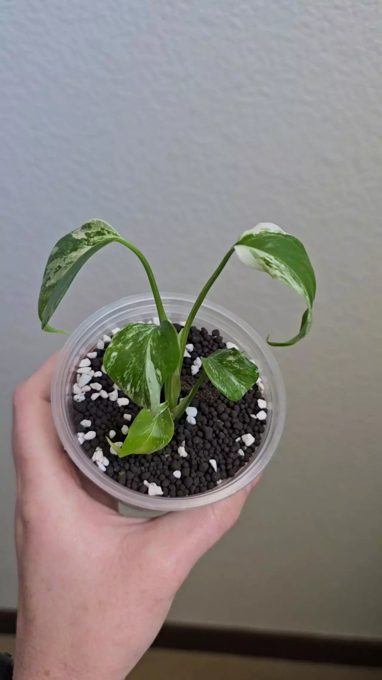 plant/Monstera Albo-1