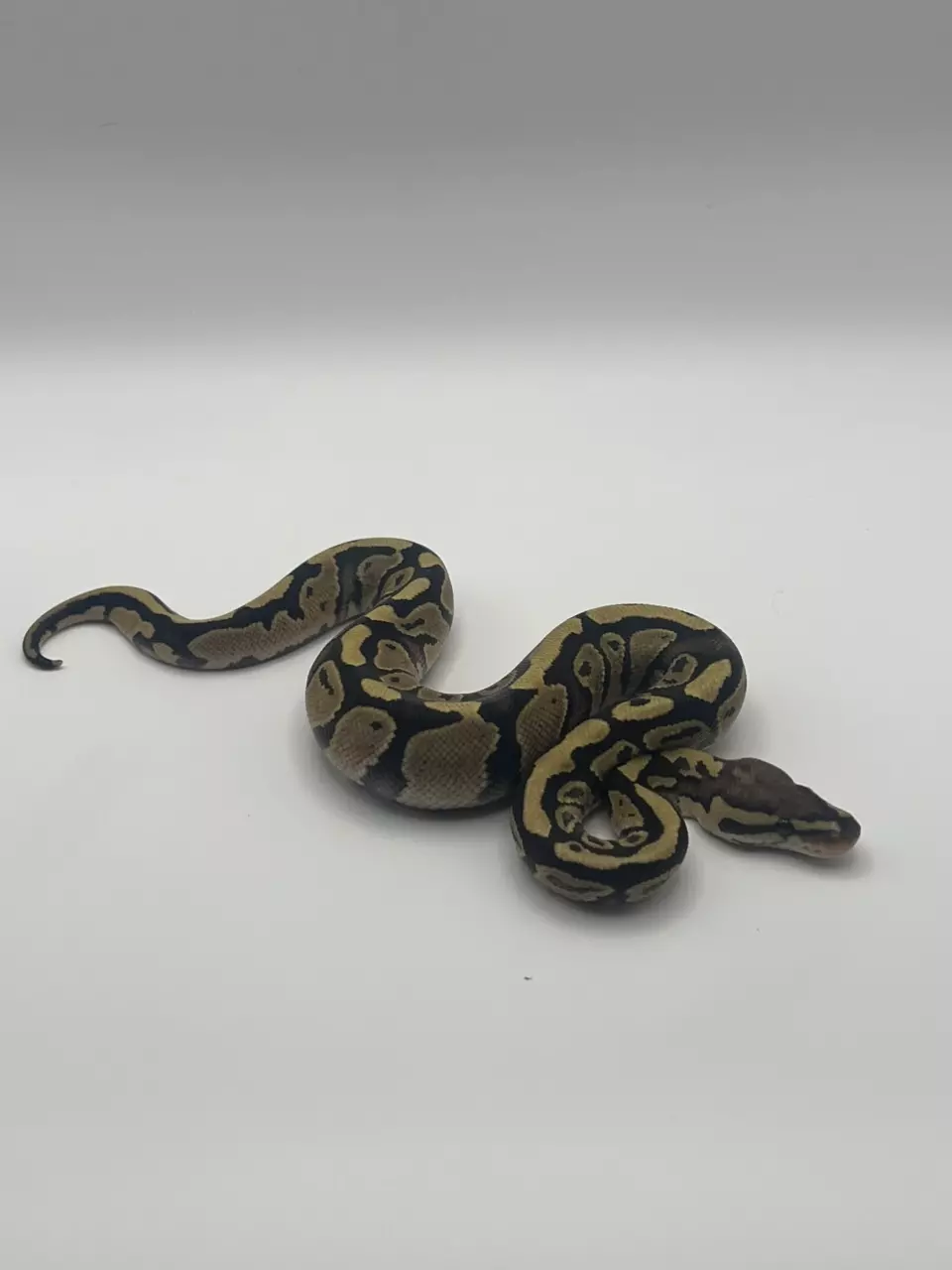 plant/Fire or vanilla het clown male-0